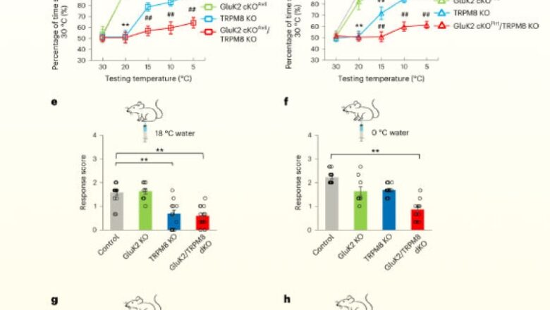 Neuroscientists Identify Cold-Sensing Receptor in Mice