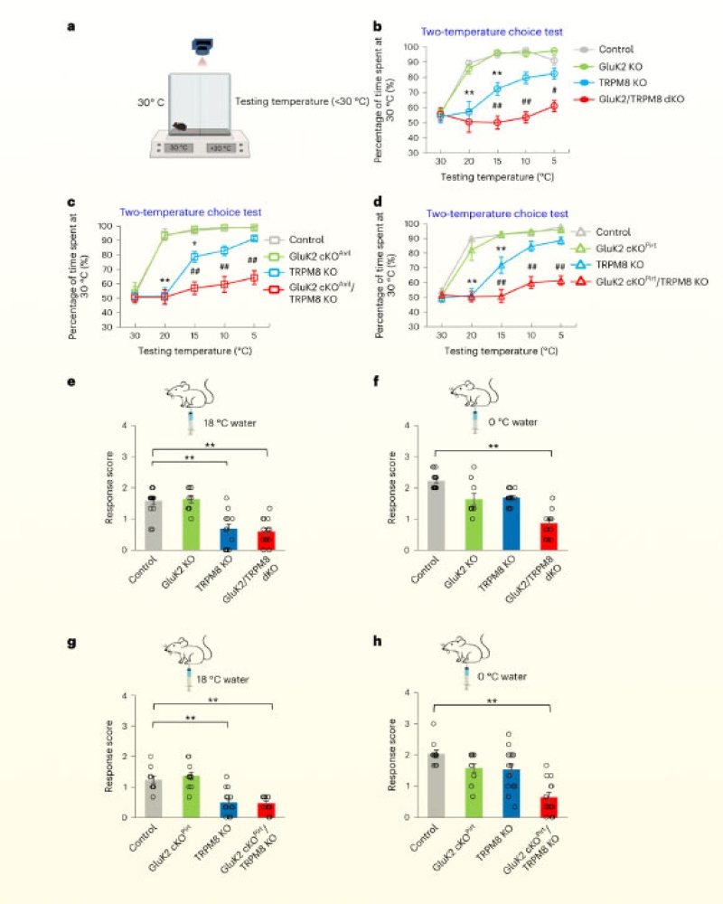 Neuroscientists Identify Cold-Sensing Receptor in Mice