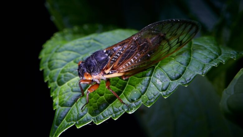 Billions of cicadas will emerge, producing an unique phenomenon