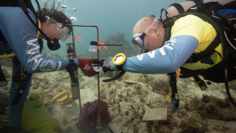 Healthy reef soundscapes can assist deteriorated reef grow