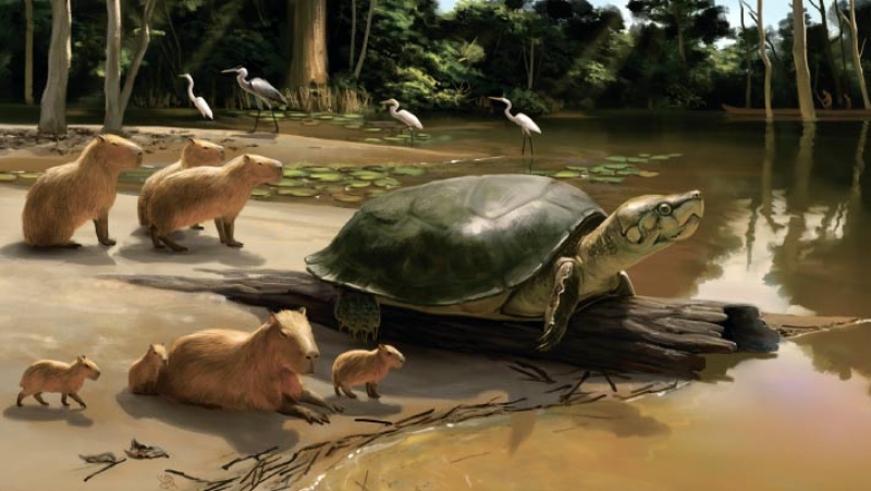 Fossil of Giant Freshwater Turtle Discovered in Brazilian Amazon