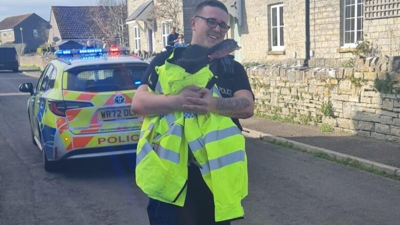 View: Police capture loose turkey in England roadway