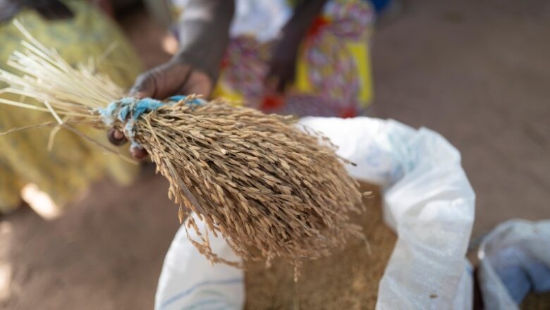 ‘Women farmers are undetectable’: A West African job assists them declare their rights– and land