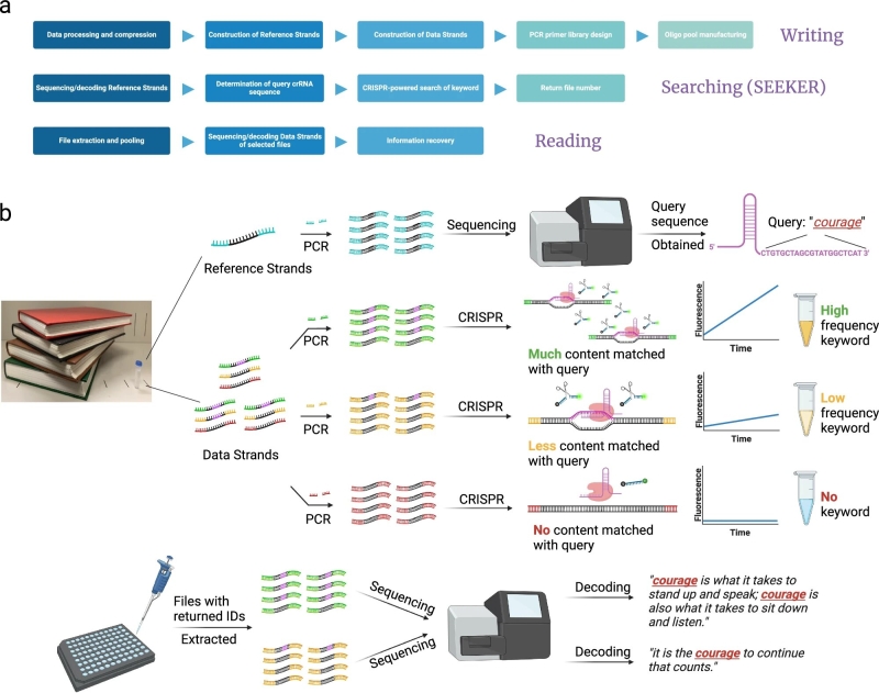 Searching for information in DNA with CRISPR