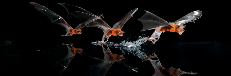 Why Bats Are Flying Machines