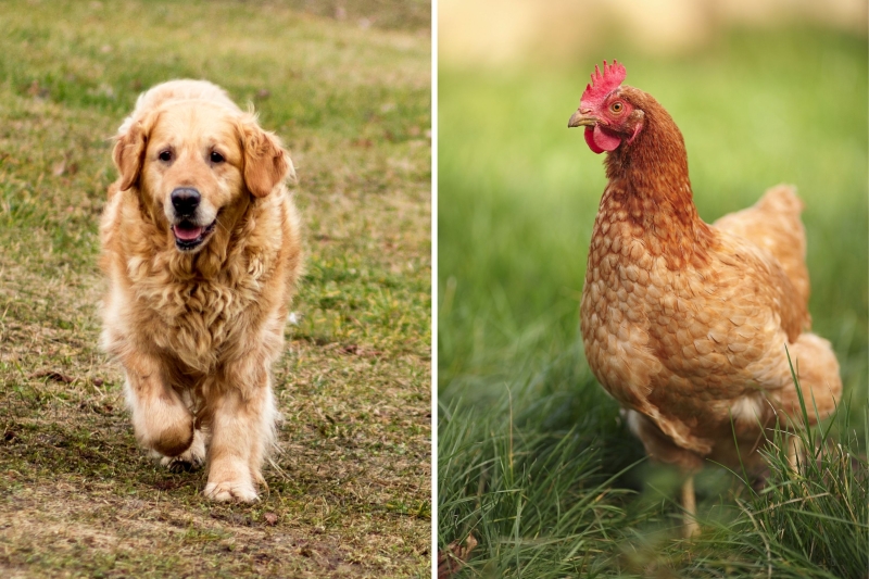 Pet Dog Has Best Time With Chickens in ‘Most Golden Retriever’ Video Ever