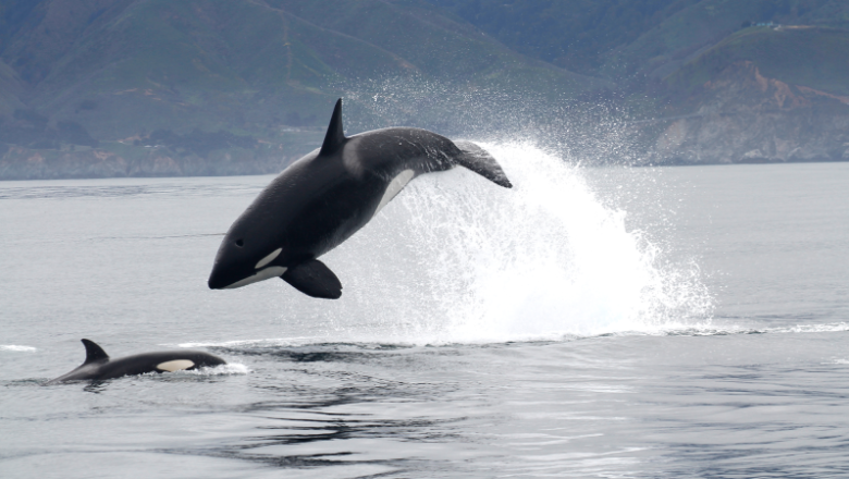 How crafty whale whales hunt near submarine canyons