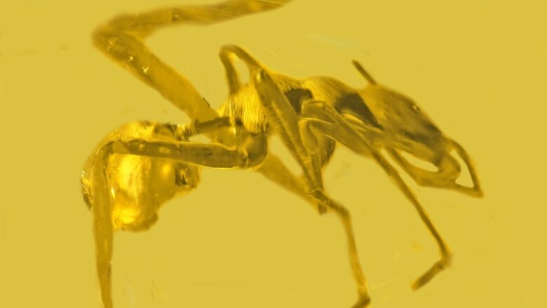 Research study discovers an unusual resin fossil discover: A spider that desires be an ant