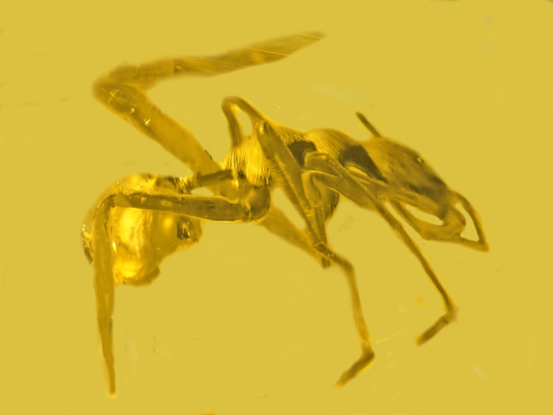 Research study discovers an unusual resin fossil discover: A spider that desires be an ant