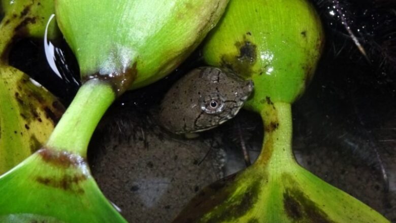 Identified softshell turtle release enhances reptile preservation in Vietnam