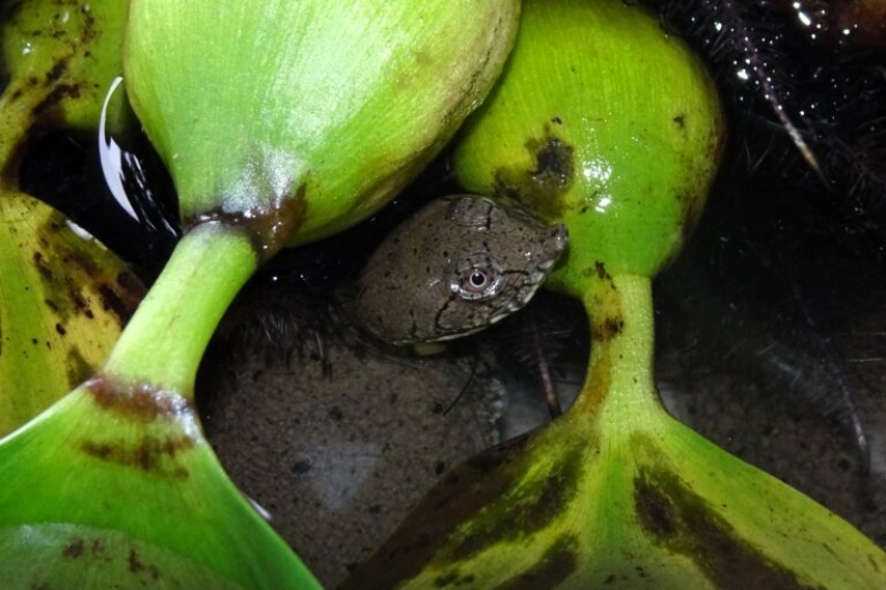 Identified softshell turtle release enhances reptile preservation in Vietnam