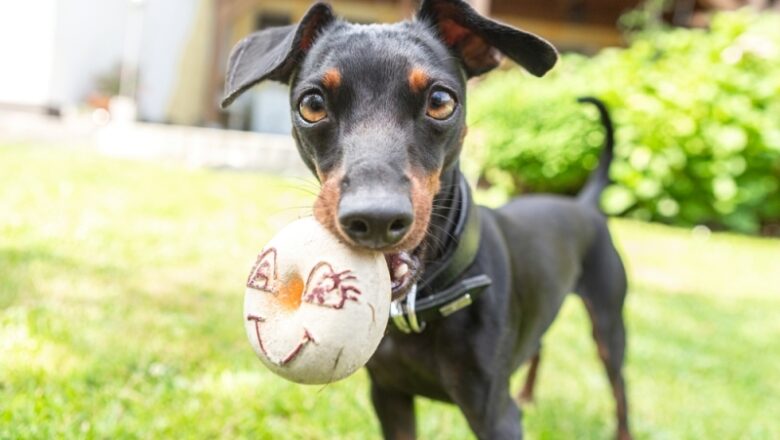 Pets Demonstrate Understanding of “Object” Words