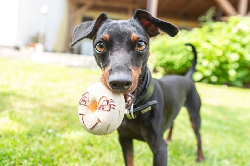 Pets Demonstrate Understanding of “Object” Words