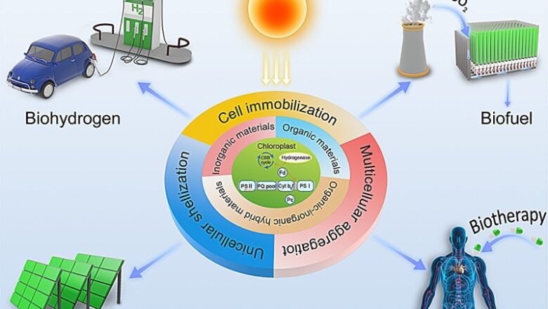 A microalgae– product hybrid promotes carbon neutrality