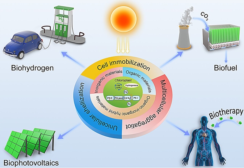 A microalgae– product hybrid promotes carbon neutrality