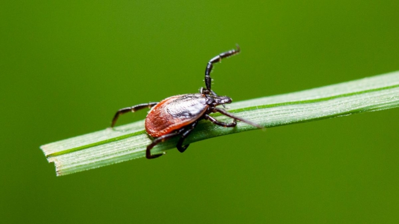 Protein in human sweat might safeguard some individuals versus Lyme illness