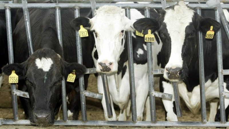 In world 1st, dairy cows in Texas and Kansas test favorable for H5N1 bird influenza