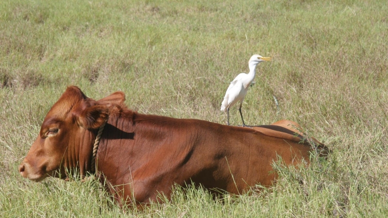 Bird influenza has actually been discovered in people. How concerned should we be?