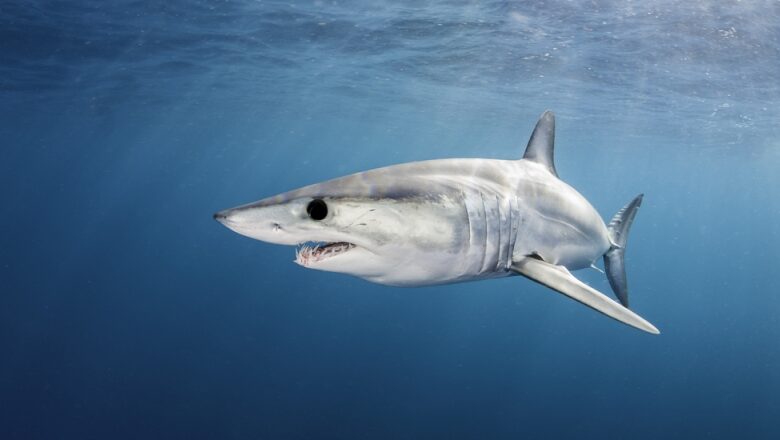 Shark Skin Generates Thrust, Say Researchers