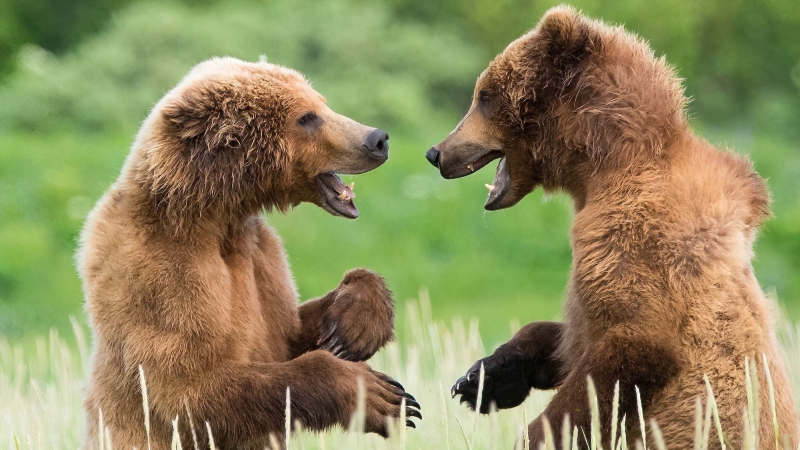 10 wonderfully silly, never-before-seen images from Comedy Wildlife Photography Awards