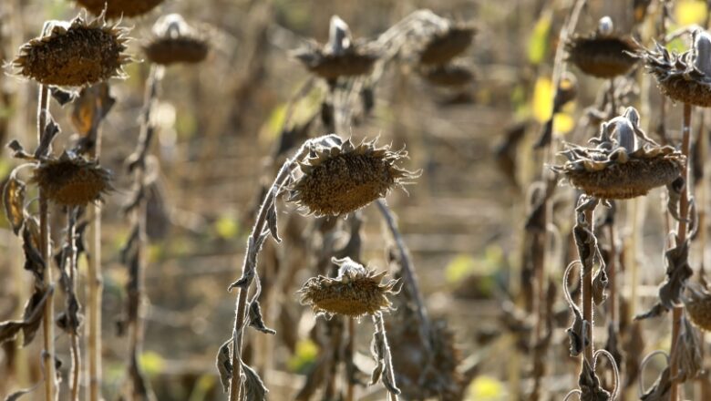 Severe heat increases food costs. Simply how bad will it get?