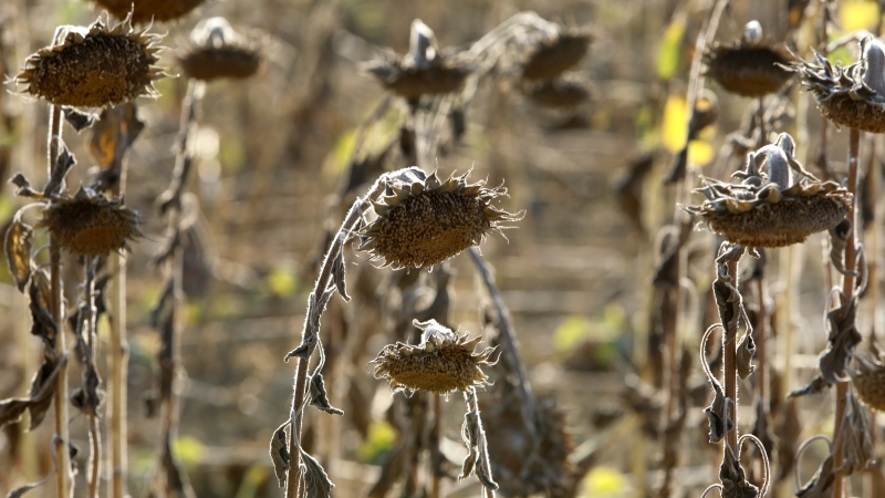 Severe heat increases food costs. Simply how bad will it get?