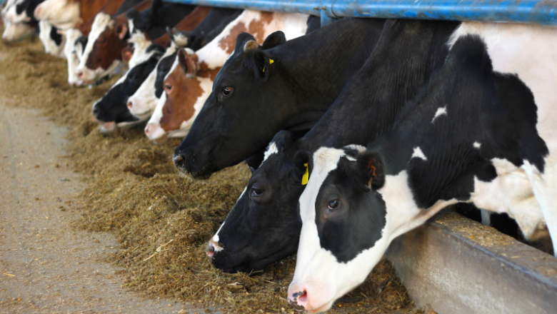 Bird influenza found in dairy cow milk samples