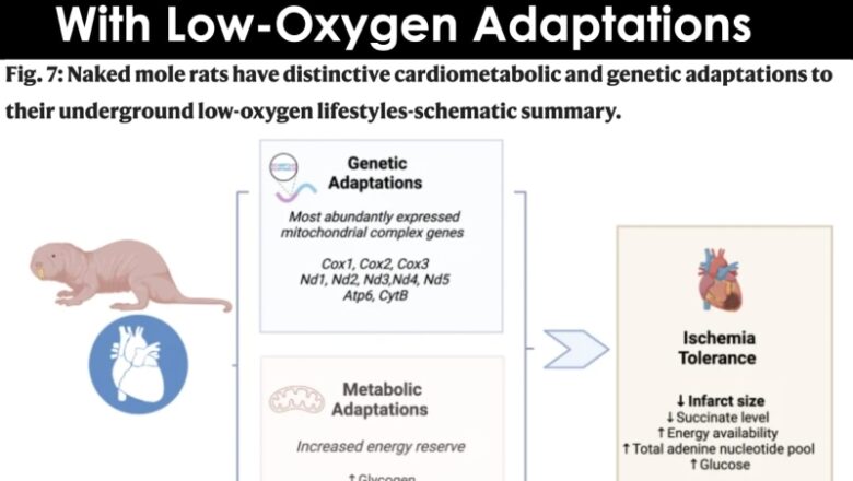 Comprehending Why Mole Rats Live Five Times Longer Than Expected