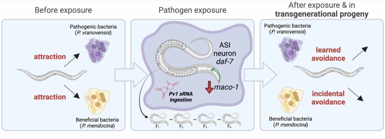 Research study discovers wild nematode worms find out to prevent damaging germs– and their offspring acquire this understanding