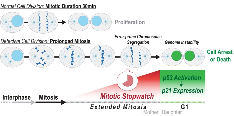 Memories of mitosis: Molecular system that discovers problems throughout cellular division might help cancer treatment