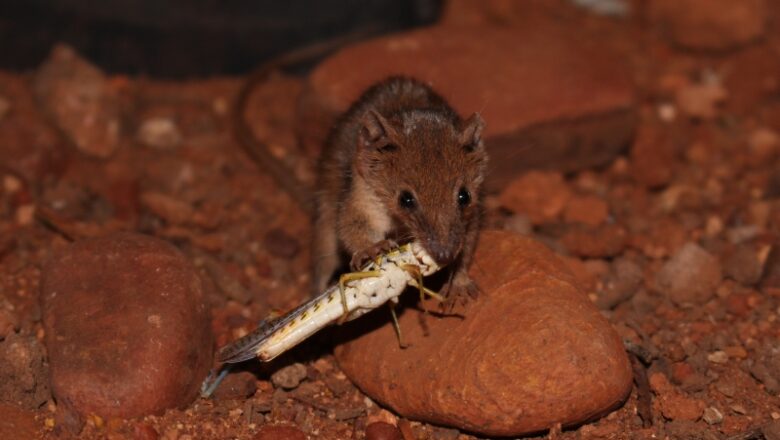 The World’s Smallest Marsupial Is A Bloodthirsty Carnivore