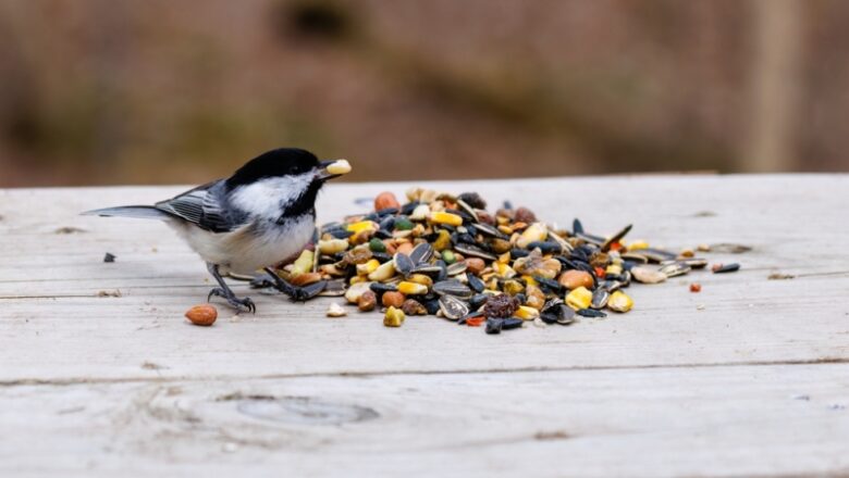 Chickadees Boast Masterful Memory Due to Barcode-Like Brain Patterns