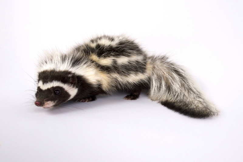 10 Facts About the Striped Polecat– And No, It’s Not a Skunk