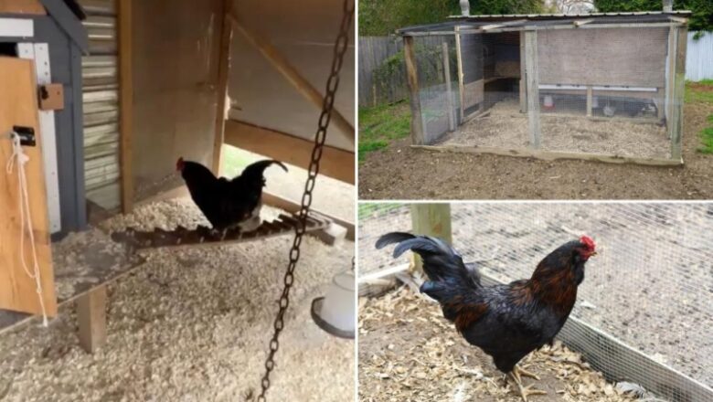 Loud animal rooster ruffles plumes in the Hamptons with pre-dawn crowing– with one local reporting it as ‘harassment’