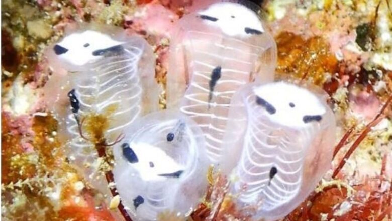 Skeleton panda sea squirt: The odd little animal that appears like infant panda dressed up for Halloween