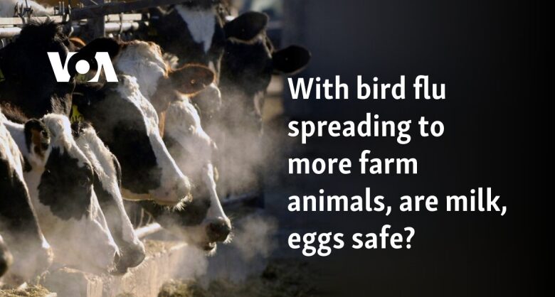 With bird influenza infecting more stock, are milk, eggs safe?