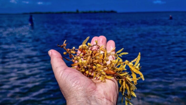 Caribbean start-ups are turning excess seaweed into an agroecology service