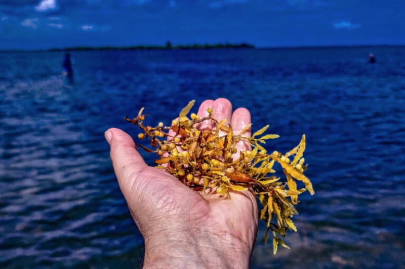 Caribbean start-ups are turning excess seaweed into an agroecology service