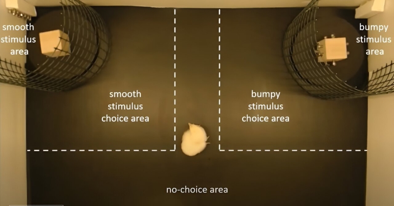 Recently hatched chicks can immediately acknowledge things with vision, even if they’ve just ever experienced them by touch