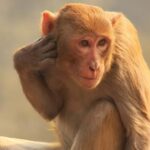 Monkeys can find out to tap to the beat of the Backstreet Boys