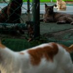 The Cats of Old San Juan Are Being Run Out of Town. Residents Can Empathize.
