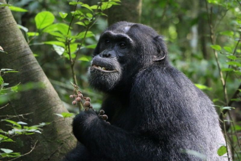 Ill chimps look for medical plants to recover themselves, research study discovers