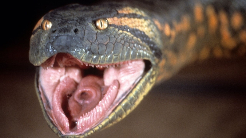 Jack Black and Paul Rudd in Talks to Star in a New Anaconda Movie