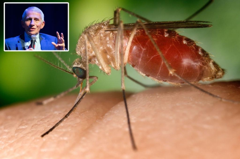 What is West Nile Virus? Whatever you require to learn about Dr. Fauci’s disease