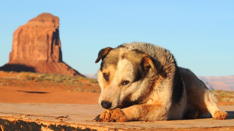 Rez pets are feeling the heat from environment modification