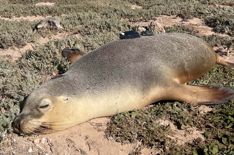 Sea lion electronic cameras record fantastic predator’s view of the ocean