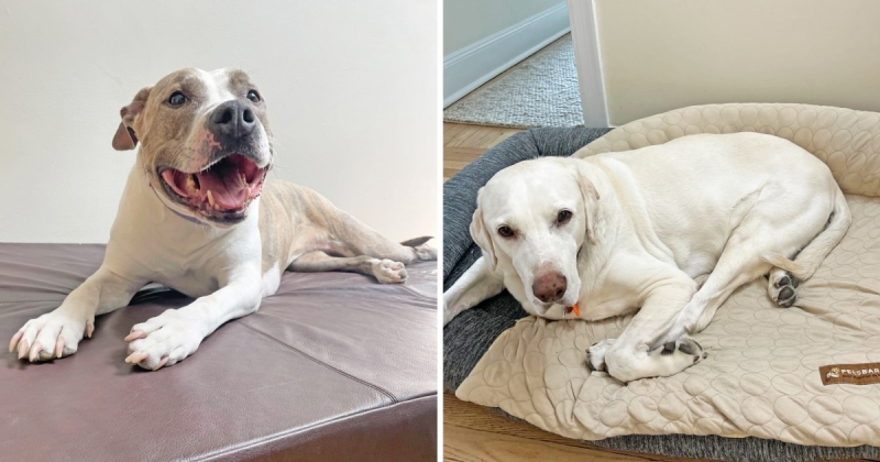 The very best cooling pet dog beds, according to specialists and animal owners