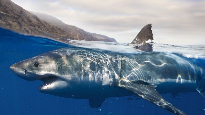 Fantastic white sharks divided into 3 populations 200,000 years back and never ever blended once again– other than for one hybrid discovered in the Bermuda Triangle