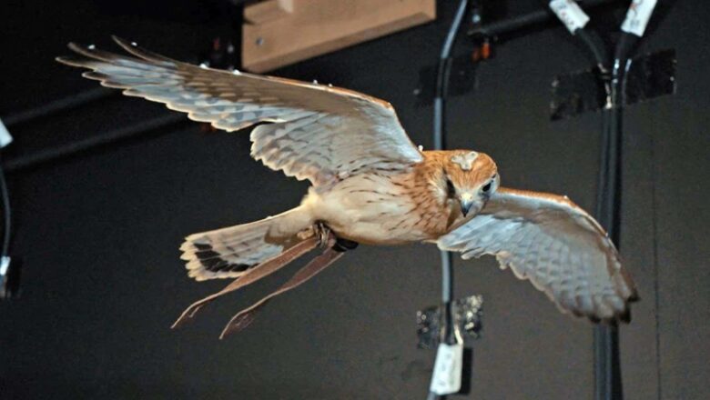 We now understand how kestrels remain completely still while hovering