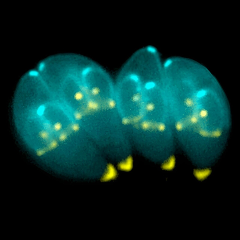 A typical parasite might provide drugs to the brain– how researchers are turning Toxoplasma gondii from opponent into pal